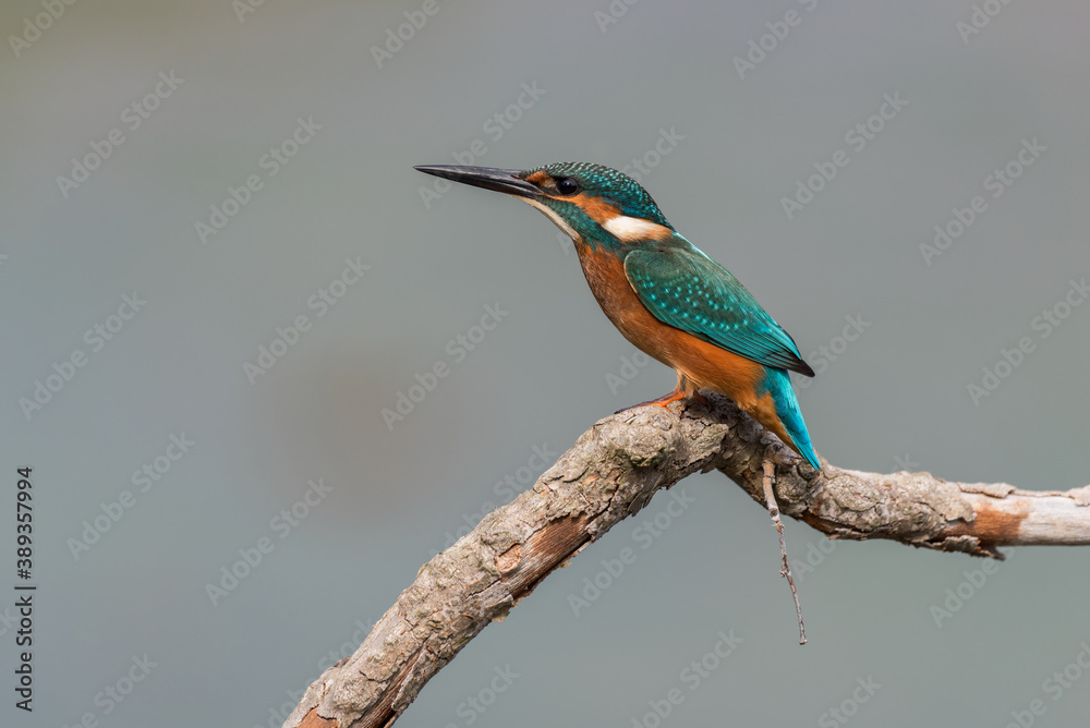 Common kingfisher on a branch profile view Common kingfisher on a branch profile view
