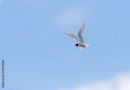 Fairy Tern, Sternula nereis davisae