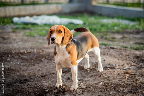 dog of breed of beagle on a natural green background