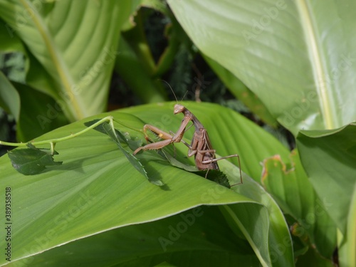 Praying Mantis (Mantis religiosa) Mante religieuse 