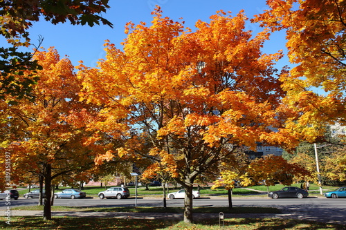 Autumn trees near the street