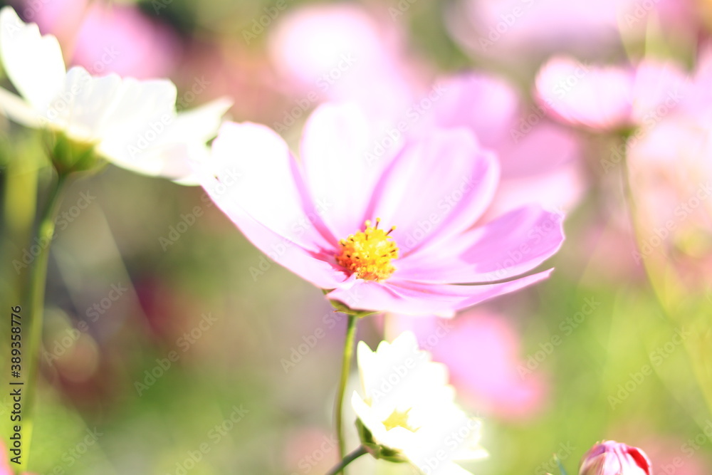 Obraz premium コスモス