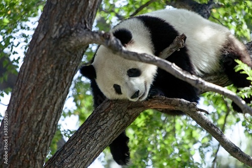 Fototapeta Naklejka Na Ścianę i Meble -  Relaxed and sleepy giant panda resting on a tree (at the Beijing zoo, China)