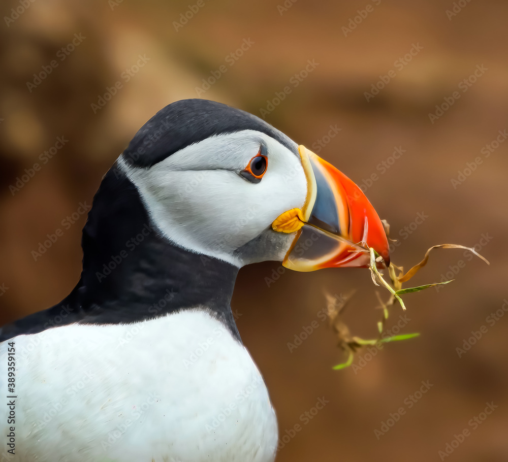 Naklejka premium atlantic puffin or common puffin