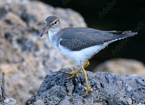 Spotted Sandpiper  on a rock