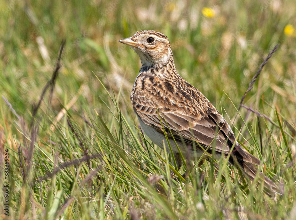 Skylark in the grass Skylark in the grass