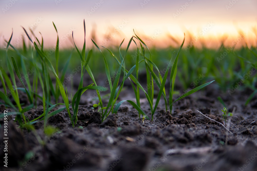 Close up young wheat seedlings growing in a field. Green wheat growing in soil. Close up on sprouting rye agriculture on a field in sunset. Sprouts of rye. Wheat grows in chernozem planted in autumn. Close up young wheat seedlings growing in a field. Green wheat growing in soil. Close up on sprouting rye agriculture on a field in sunset. Sprouts of rye. Wheat grows in chernozem planted in autumn.