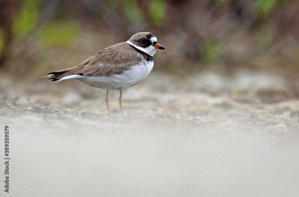 Semipalmated Plover, Charadrius semipalmatus Semipalmated Plover, Charadrius semipalmatus