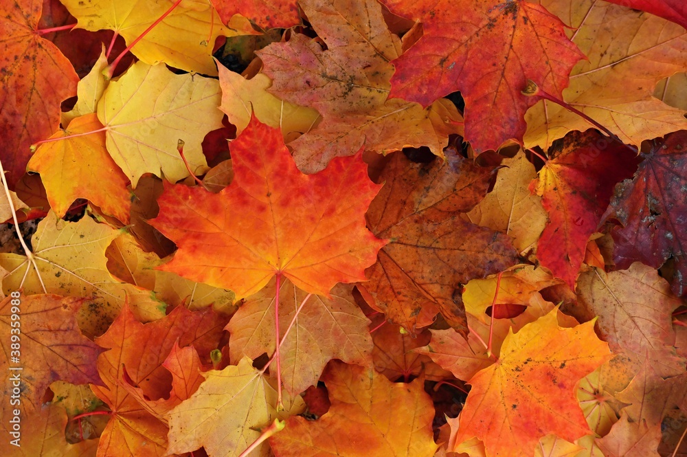 Autumn background. Beautiful colorful leaves of trees in nature. Autumn time. Autumn background. Beautiful colorful leaves of trees in nature. Autumn time.