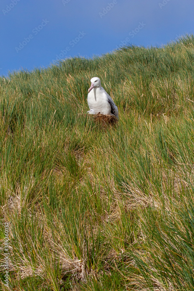 Obraz premium Wandering Albatross, Diomedea exulans