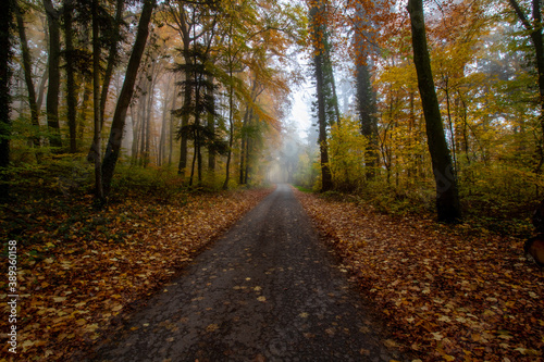 Fototapeta Naklejka Na Ścianę i Meble -  Straße durch den Herbstwald
