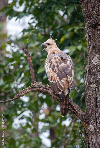 Changeable Hawk-Eagle, Nisaetus cirrhatus cirrhatus