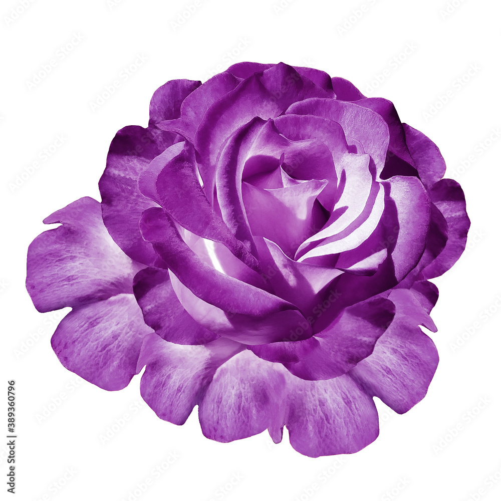 purple rose flower on white isolated background with clipping path. Closeup. For design. Nature. purple rose flower on white isolated background with clipping path. Closeup. For design. Nature.