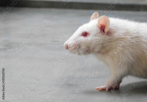 Side Pose of white smiling rat dumbo with big pink ears and nose , Cute Dumbo Rat 