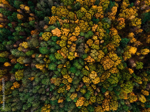 Colourful Foliage of Trees at Autumn Season in Park. Aerial Drone Landscape. Great Outdoors