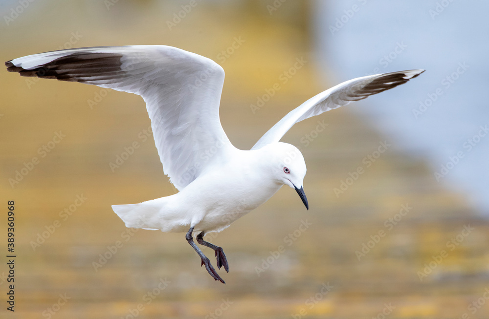 Black-billed Gull (Chroicocephalus bulleri) Black-billed Gull (Chroicocephalus bulleri)