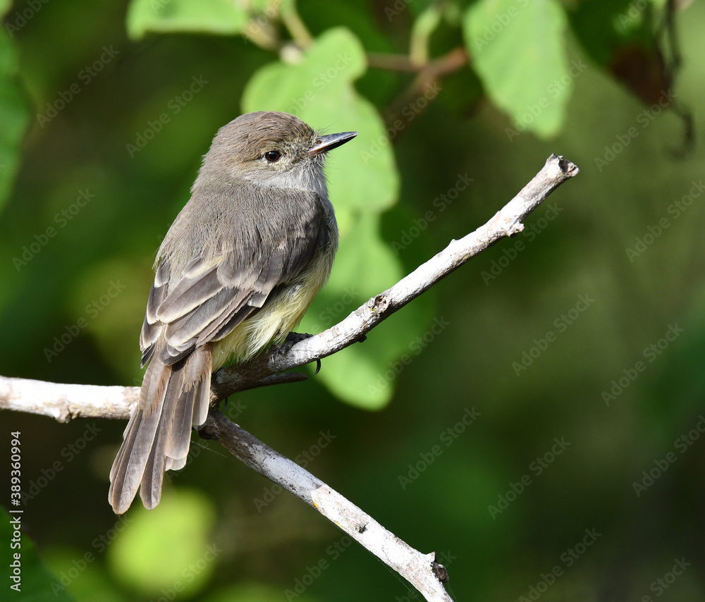 Galapagos Flycatcher, Myiarchus magnirostris Galapagos Flycatcher, Myiarchus magnirostris