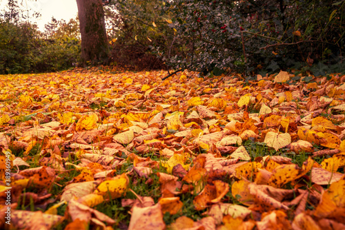 Autumn leaves on the street