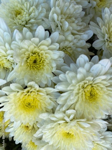 White Mums in Full Bloom