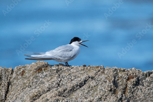 White-fronted Tern, Sterna striata