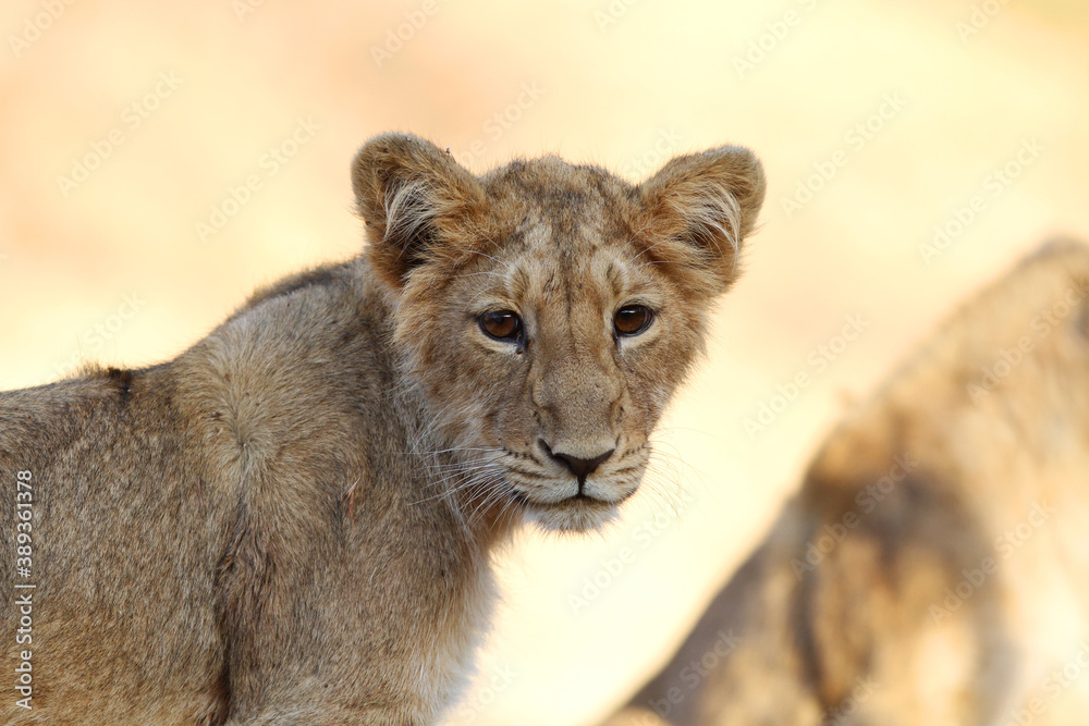 Naklejka premium Asiatic lion, Panthera leo leo