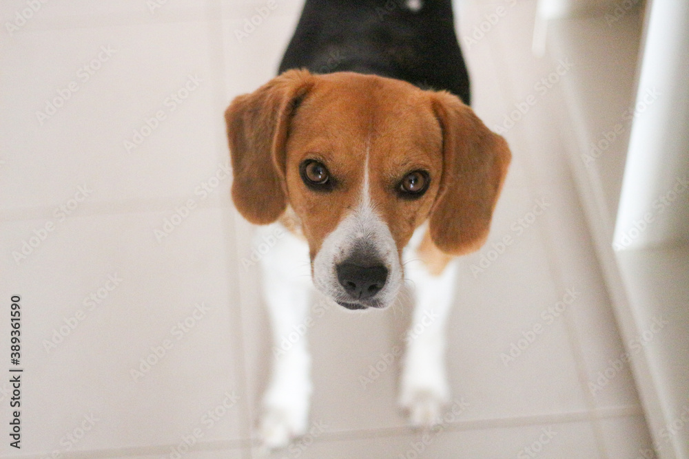Beagle Beagle
