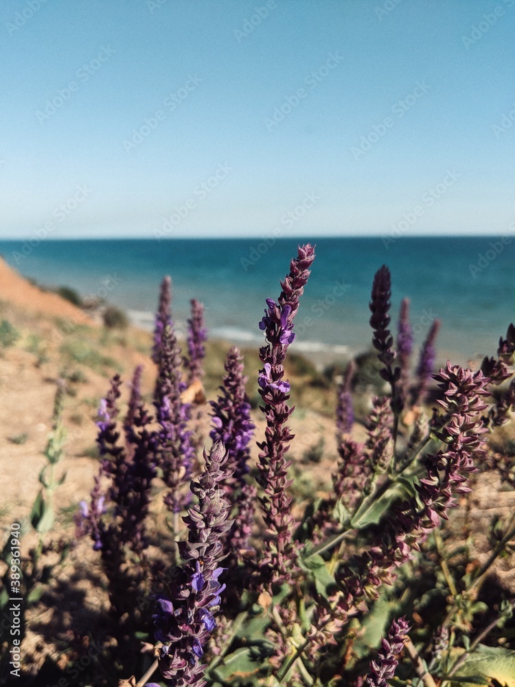 Obraz premium lavender field at sunset