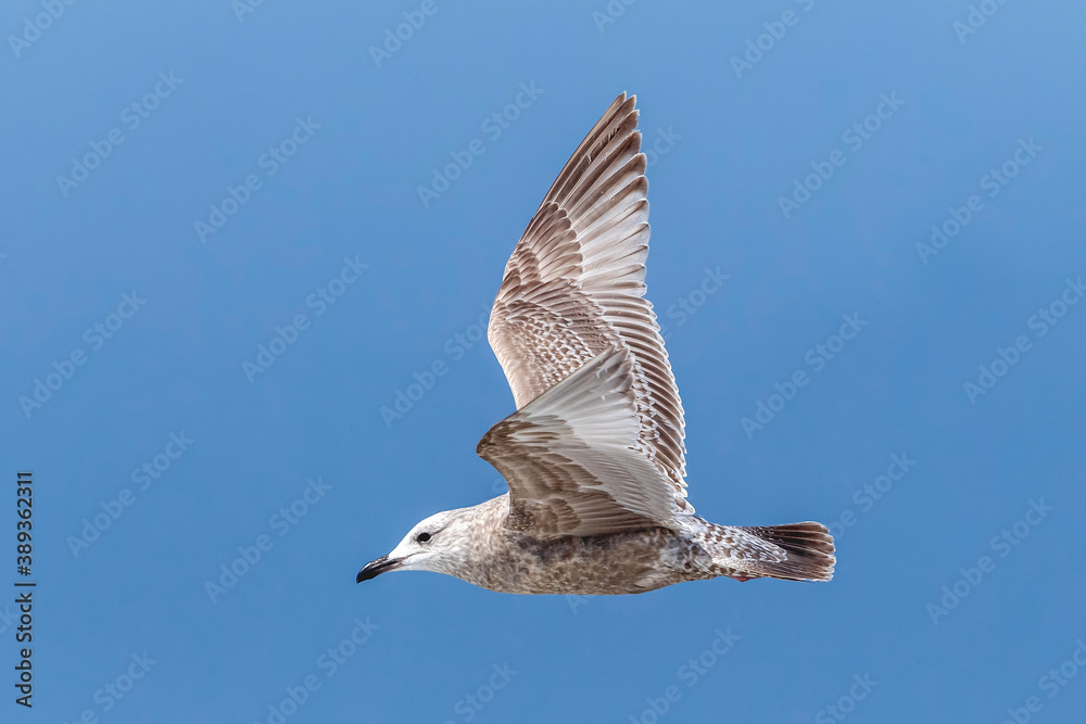 Obraz premium Thayer's Gull, Larus thayeri