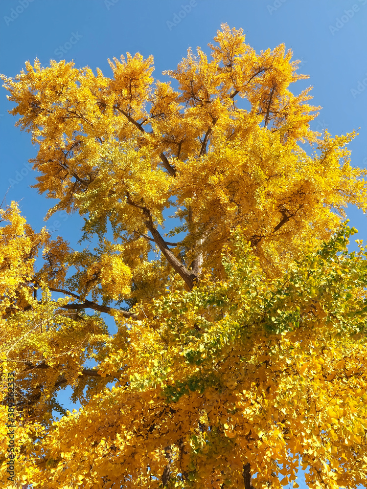 Colours of autumn fall - big beautiful Ginkgo tree with yellow leafs