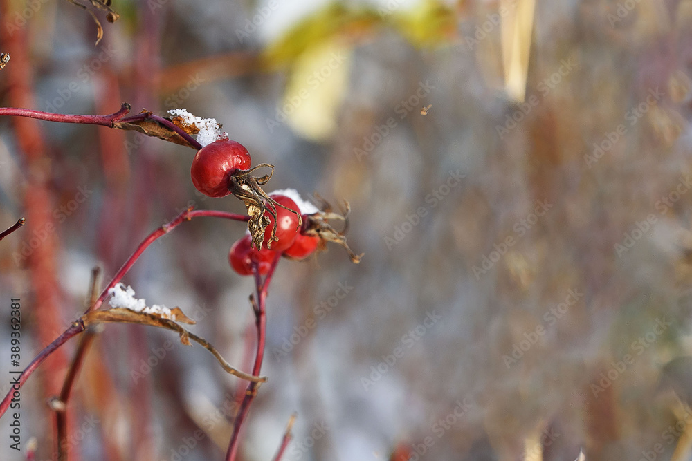 Berry wild rose hips after the first frost closeup in the rays of the morning sun Berry wild rose hips after the first frost closeup in the rays of the morning sun
