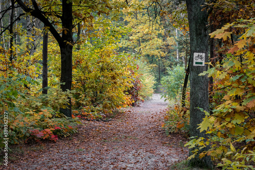 A bicycle trail in a wilderness near Warsaw, Poland. A path covered with sand, autumnal colors of foliage and a white bicycle sign painted on an oak tree.