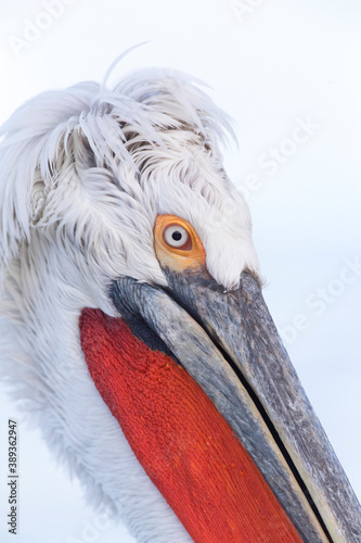 Kroeskoppelikaan, Dalmatian Pelican, Pelecanus crispus