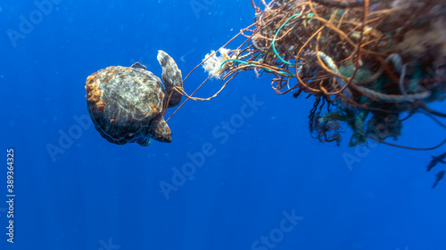 Canvas Print Loggerhead Sea Turtle, Caretta caretta