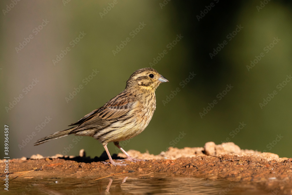 Cirl Bunting, Emberiza cirlus Cirl Bunting, Emberiza cirlus