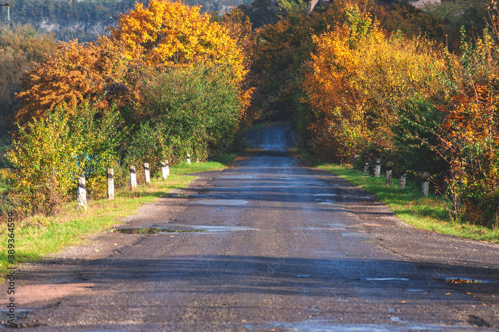 autumn road leading to the wild forest