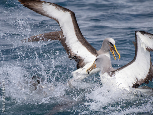 Northern Buller's Albatross, Thalassarche bulleri platei