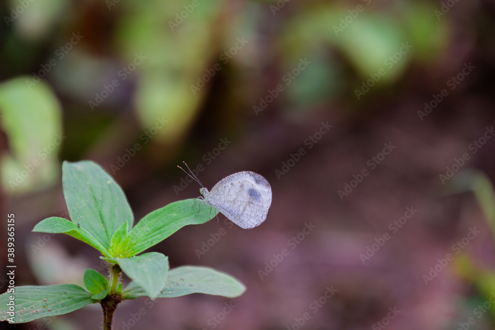 Beautiful butterfly in nature background. Nature background concept. 