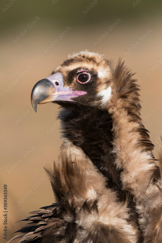 Cinereous vulture, Aegypius monachus Cinereous vulture, Aegypius monachus
