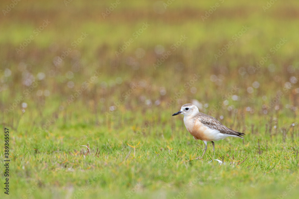 New Zealand Dotterel, Charadrius obscurus New Zealand Dotterel, Charadrius obscurus
