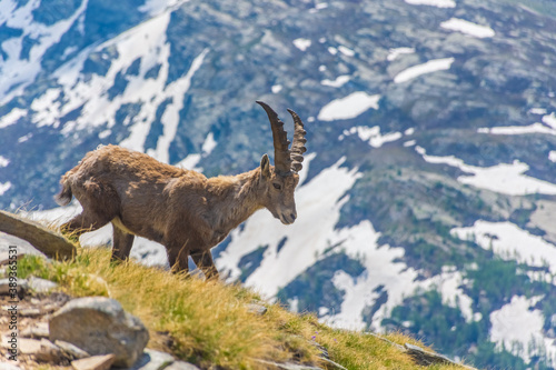 Beautiful Alpine ibex in the snowy mountains of Gran Paradiso National Park of Italy © Stefano Zaccaria
