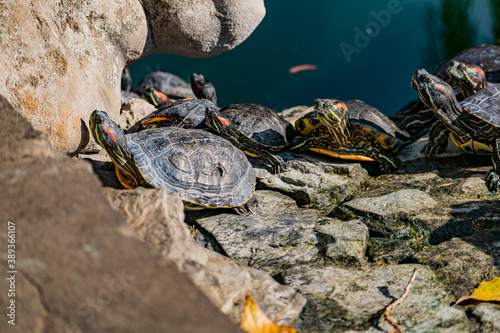 Freshwater red-eared turtle or yellow-bellied turtle. An amphibious animal with a hard protective shell swims in a pond and basks on land in sunlight among rocks photo