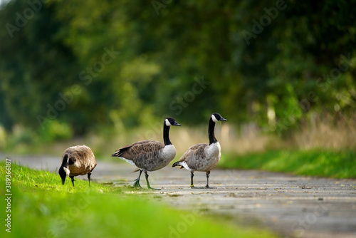 Three geese at the roadside