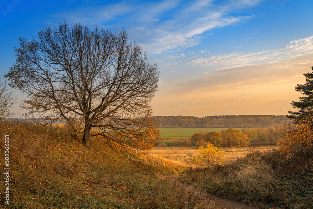 Autumn landscape with a tree in Moscow Region, Russia