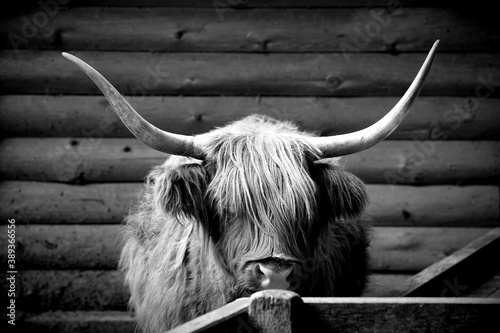 Highland Cattle - Black   White