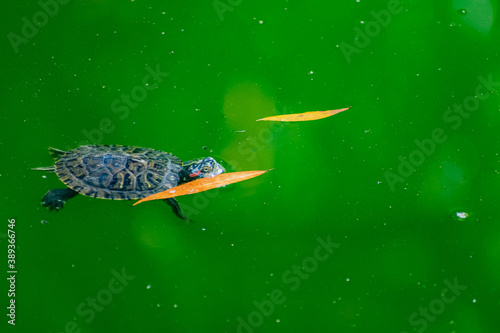 Freshwater red-eared turtle or yellow-bellied turtle. An amphibious animal with a hard protective shell swims in a pond and basks on land in sunlight among rocks photo