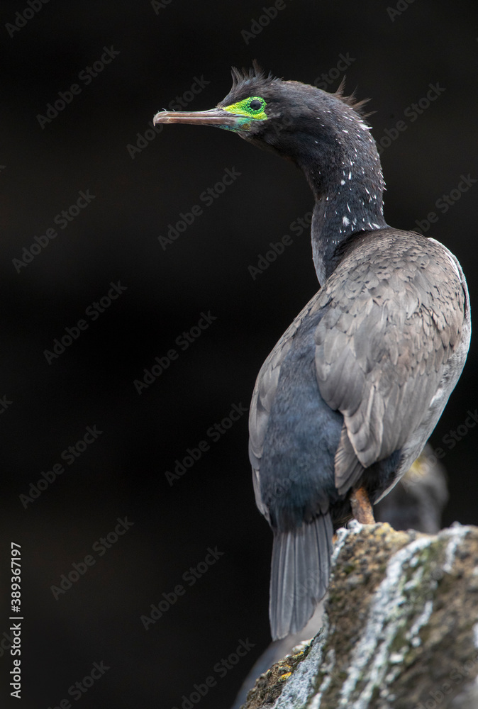 Obraz premium Pitt Shag, Phalacrocorax featherstoni