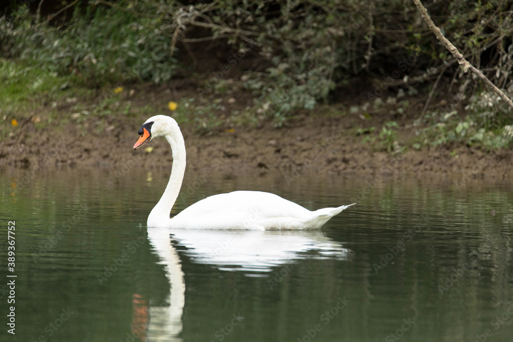Weißer Schwan am Altrhein in Rheinland-Pflalz Weißer Schwan am Altrhein in Rheinland-Pflalz