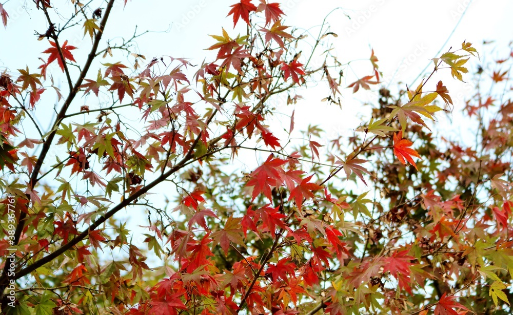 秋の彩り　もみじ　紅葉　　風景