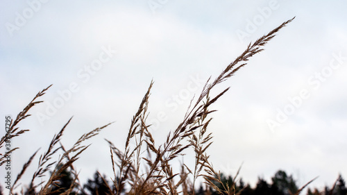 Pampas grass in the sky background. Abstract natural background of soft plants Cortaderia selloana. Plants Holcus Lanatus similar to feather dusters.