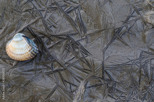 Shell on mudflat at the Wierumerwad, Dutch Wadden sea photo